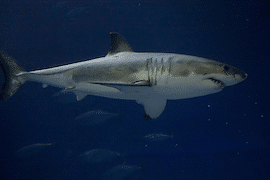 Protection sought for great white sharks