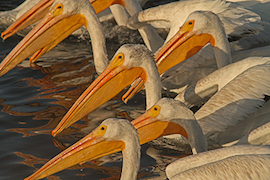 Bodega Bay Pelicans: Synchronized Swimming