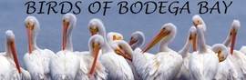 The “Other Birds” of Bodega Bay
