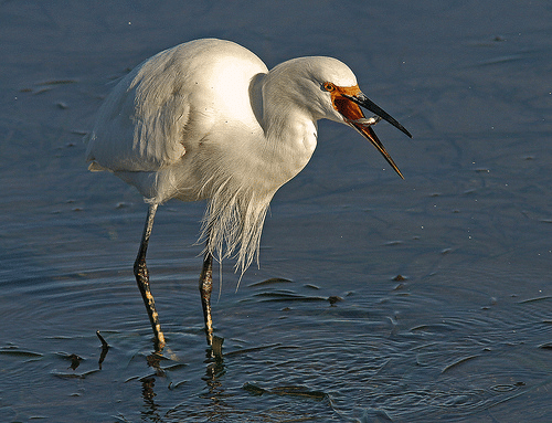 Bodega Bay Catch by Carol Etchebarren