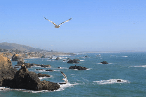 SeagullsDrafting