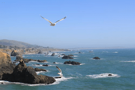SeagullsDrafting270
