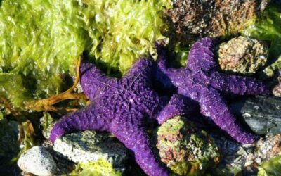 Wasting Disease Devastates West Coast Starfish
