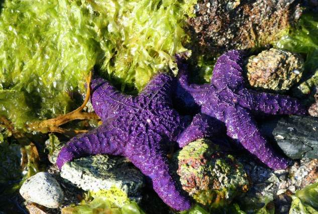 Wasting Disease Devastates West Coast Starfish
