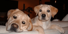Pet Friendly In Bodega Bay