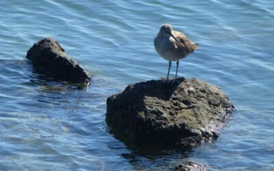 Escape to Bodega Bay by Candace Gregory