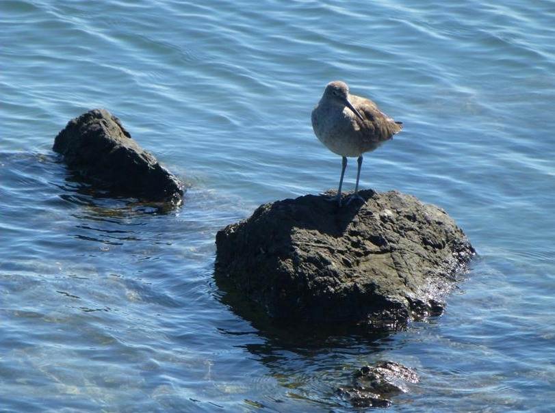 Escape to Bodega Bay by Candace Gregory