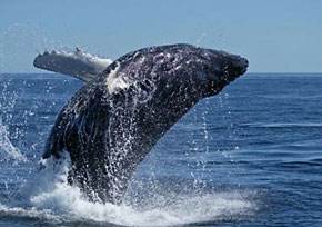whale_watching290