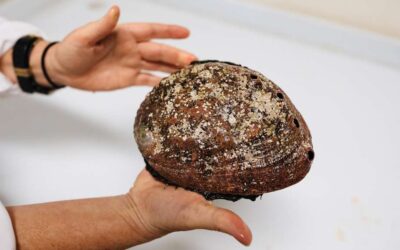 Abalone diving banned next year to protect population on brink of collapse