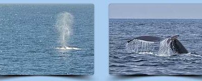 Whale Watching in Bodega Bay