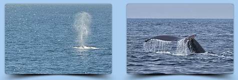 Whale Watching in Bodega Bay