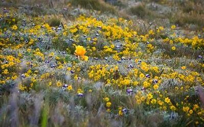 Sonoma Coast Wildflower Hike