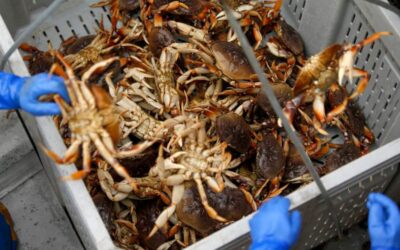 Getting crab on the table for Christmas