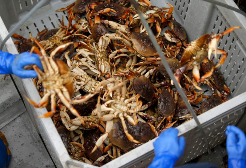 Getting crab on the table for Christmas The Official Bodega Bay Area