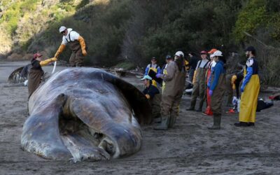 Gray whales starving, washing up dead in the SF Bay and coast