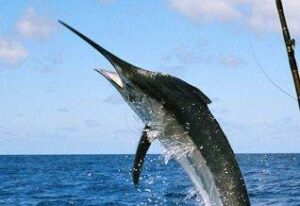 Let's Go Fishing