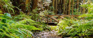 Kruse Rhododendron State Natural Reserve
