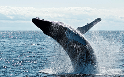 Whale Migration Bodega Bay