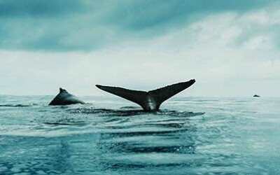 The Whales Were Saved but How Are They Doing?