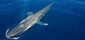 The Whales Were Saved but How Are They Doing?