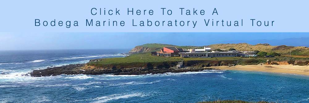 Bodega Marine Laboratory Virtual Tour