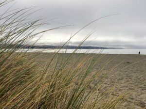 Bodega Bay