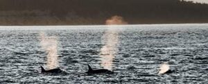 Stewards of the Coast Whale Watching