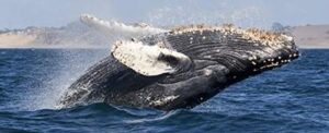 Whale Watching in Sonoma County