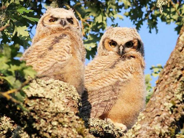 Owls in Spring Lake Regional Park, Santa Rosa