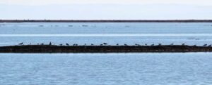 San Pablo Bay National Wildlife Refuge