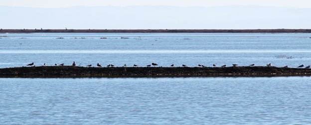 San Pablo Bay National Wildlife Refuge