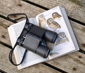 Bodega Bay Bird Watching