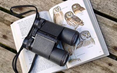 Bodega Bay – Known for Whales and Birds