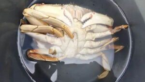 Crabby Black Friday