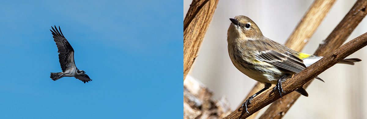 collage1 The Birds Of Bodega Bay