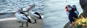 The Birds Of Bodega Bay