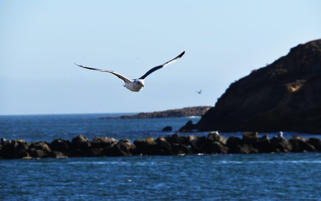 The Birds Of Bodega Bay