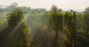 West Sonoma Coast American Viticultural Area (AVA)