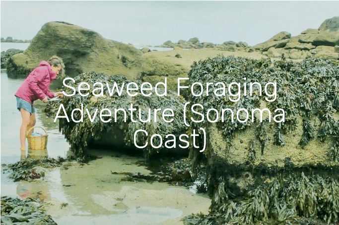 Seaweed Foraging Adventure: Sonoma Coast