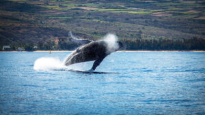 Blue Whale