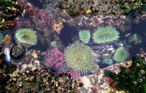 Doran Beach Tidepool Talk