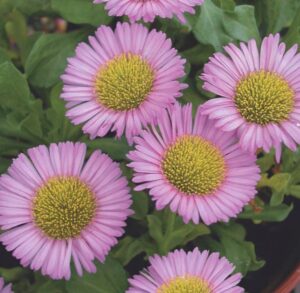 Coastal Flowers