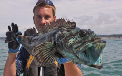 Unveiling the Mysteries of Lingcod: A Deep Dive into the Fascinating World of this Unique Fish