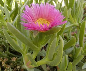 Carpobrotus Edulis