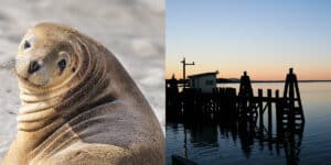 Sustainable Tourism in Bodega Bay: Preserving the Beauty of the Coast