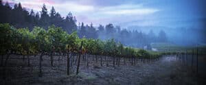 Black Kite Cellars