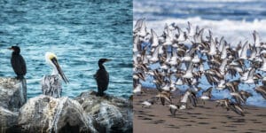 Birdwatcher's Paradise: The Avian Diversity of Bodega Bay