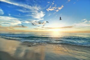 Birdwatcher's Paradise: The Avian Diversity of Bodega Bay