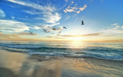 Birdwatcher’s Paradise: The Avian Diversity of Bodega Bay