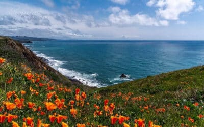 A Photographic Journey Through Bodega Bay’s Stunning Landscapes